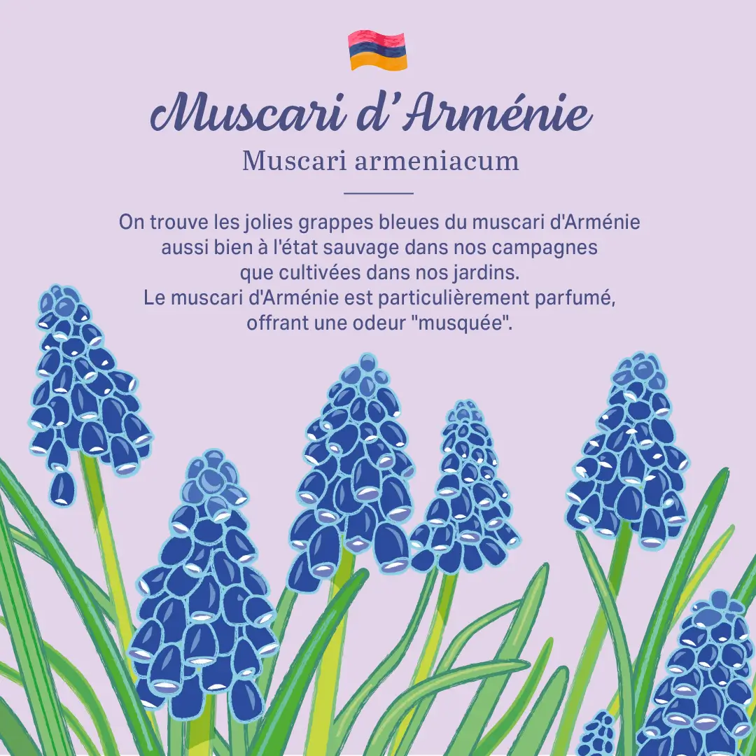 L'Arménie dans nos jardins