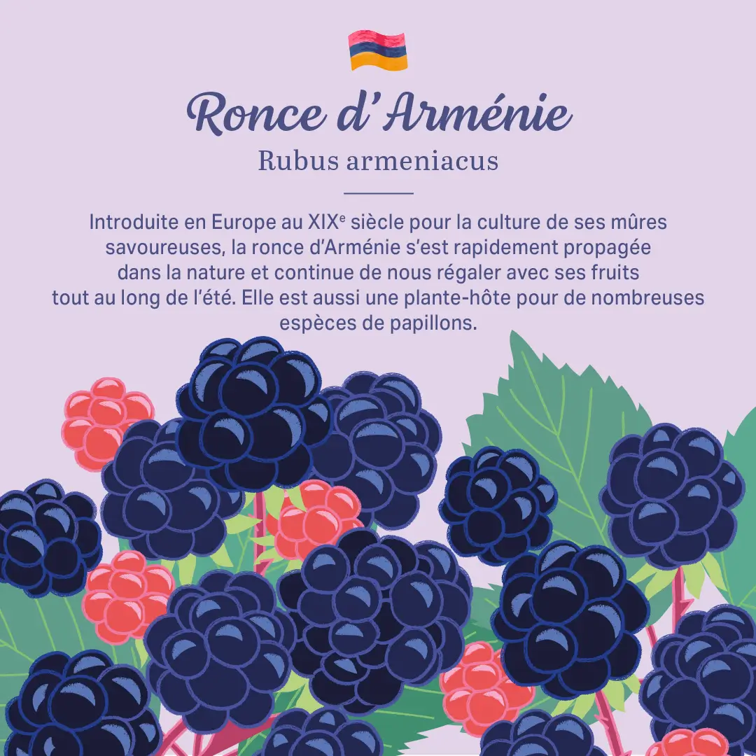 L'Arménie dans nos jardins